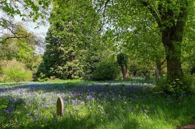 Bahar çiçeklerinin açtığı eski Victoria ormanları mezarlığı. Boston Lincs. İngiltere