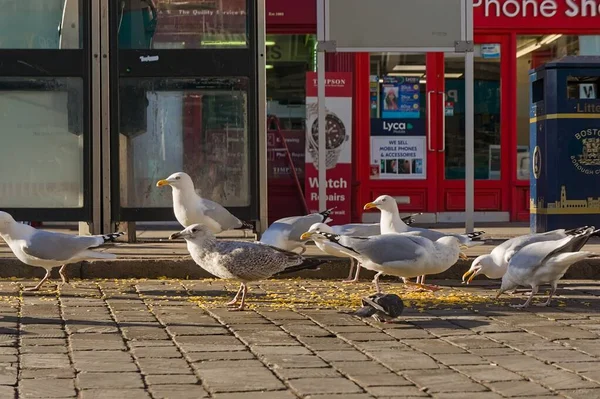 在英国波士顿 一群海鸥在街上觅食 背景上有商店 — 图库照片