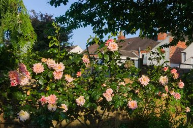 İngiliz bahçesinde açan güzel pembe güller.