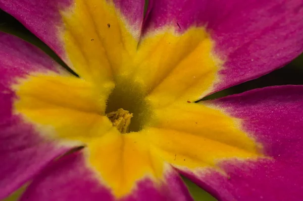 Extreme Close Van Een Sleutelbloem Primula Vulgaris — Stockfoto