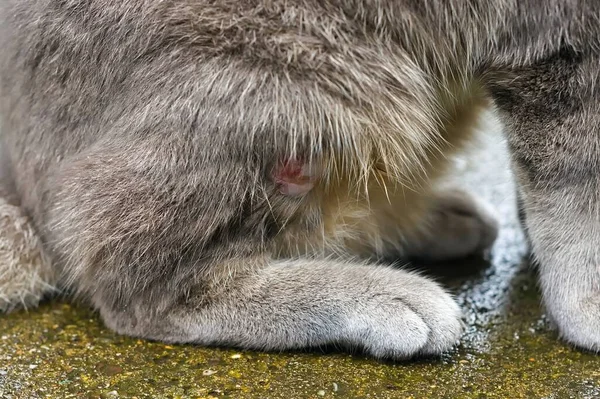 Gato Sentado Com Abcesso Perna Traseira — Fotografia de Stock