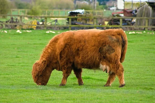 Τζίντζερ Σκωτσέζικη Ορεινή Αγελάδα Βόσκηση Ένα Πεδίο Γεωργικό Εξοπλισμό Θολή — Φωτογραφία Αρχείου