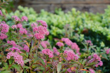 Küçük pembe çiçekli Spirea çalılığı yumuşak odaklı arka planı olan bir bahçe.