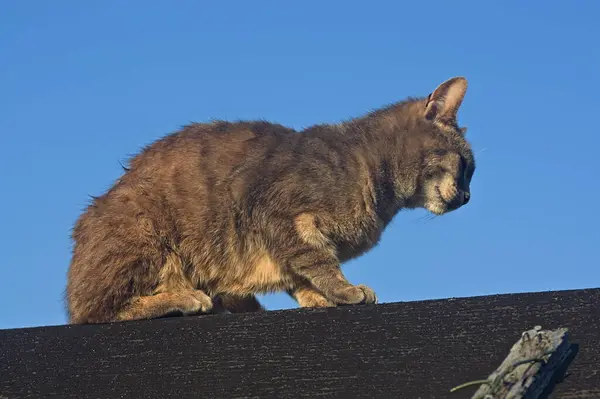 Tabby cat sitting on a roof with a blue sky in the background