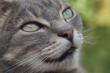 Sevimli bir kedinin burnunu ve yüzünü kapatın. 