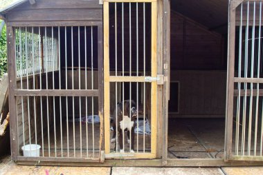 Bahçedeki köpek kulübesinin parmaklıklı kapısından bakan bir boksör köpeği..