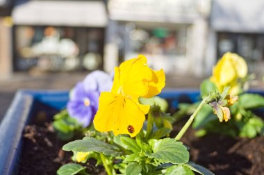 Sonbaharda yumuşak odaklı kentsel geçmişi olan, nonoş çiçekli bir uğur kuşu.