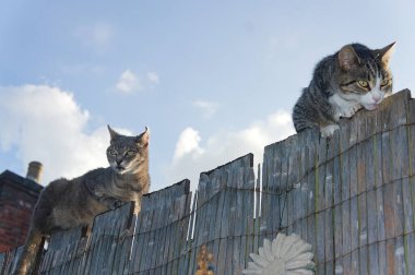 Mavi gökyüzüyle bahçe çitlerinde oturan iki tekir kediye bakıyorum.