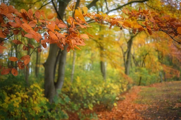 Kırmızı Turuncu Kayın Yapraklı Dal Sonbahar Ormanlarında Bir Patika Üzerindedir — Stok fotoğraf