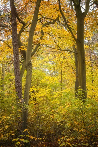 Dark Tree Trunks Golden Leaves Autumn Forest Copy Space Selected — Stock Photo, Image