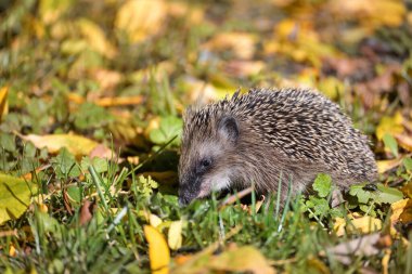 Kirpi (Erinaceus europaeus) sonbahar yapraklı bir çayırda kıştan önce yiyecek aramak, doğal bir park veya bahçede vahşi yaşam, kopyalama alanı, seçilmiş odak noktası
