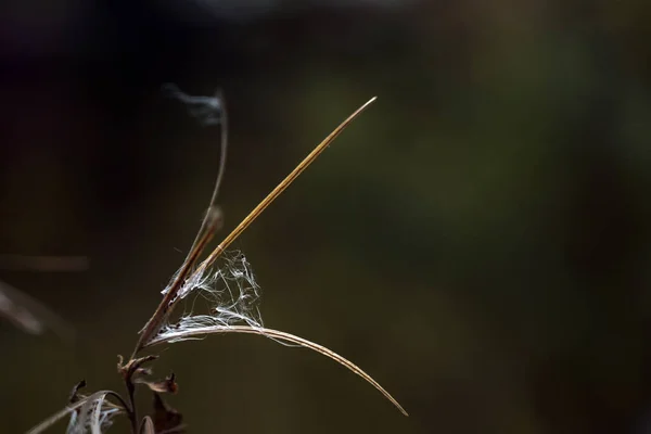 Getrocknete Samenkapseln Aus Weidenröschen Epilobium Herbst Oder Winter Vor Dunkelgrünem — Stockfoto