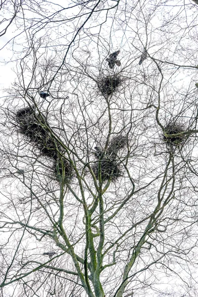 几座鸟巢的轮廓 这些鸟巢建在一棵高大的树梢上 象征着建筑业和住房短缺 天空苍白 选定的焦点 狭窄的田野深度 — 图库照片