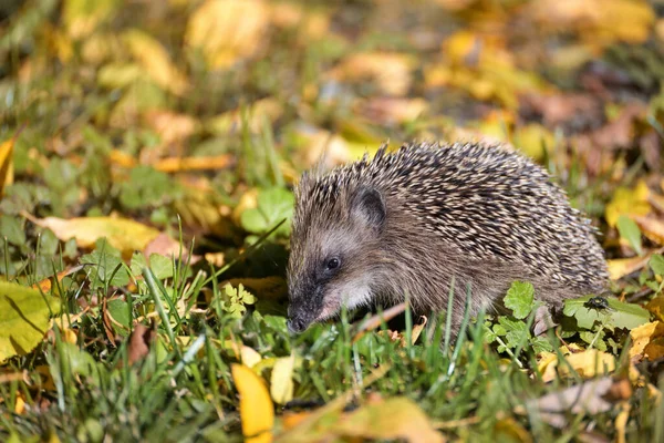 Hedgehog Erinaceus Europaeus Meadow Autumn Leaves Looking Food Winter Wildlife — Stock Photo, Image