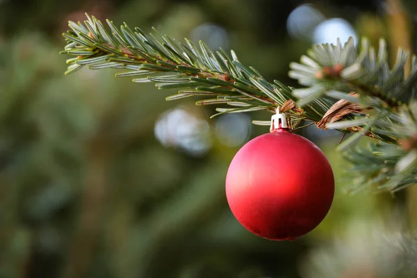 挂在冷杉树上的红色圣诞球 带有复制空间的节日贺卡 选定的焦点 狭窄的田野深度 — 图库照片