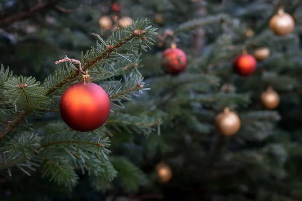 冷杉树上挂着红色和金色的圣诞球 公园和花园装饰着节日装饰品 有复制空间的贺卡 精选的焦点 狭窄的田野深度 — 图库照片
