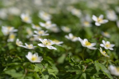 Blooming white wood anemone (Anemonoides nemorosa) like a spring carpet on the forest floor in early spring, copy space, selected focus, narrow depth of field