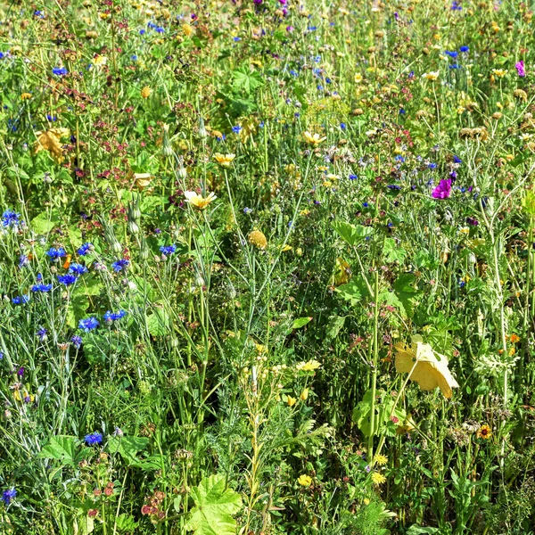 Wildflower Meadow Cornflowers Mallows Chamomile More Improve Biodiversity Conserving Birds — Stock Photo, Image