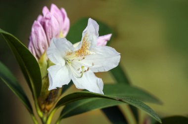 White flower and pink bud of an azalea shrub, genus Rhododendron, blooming in spring, natural green background copy space, selected focus, narrow depth of field