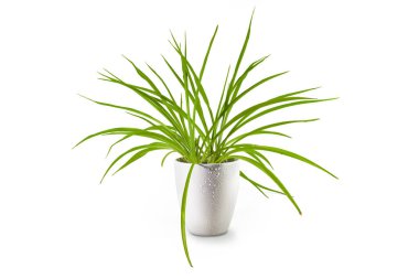 Spider plant (Chlorophytum comosum), an evergreen perennial with long green leaves potted as indoor plant in a porcelain planter, isolated on a white background, copy space, selected focus