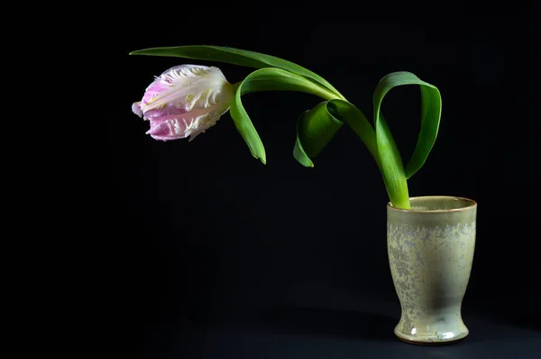 Parrot tulip flower in white and pink with water drops in a green ceramic vase against a black background, copy space, selected focus,