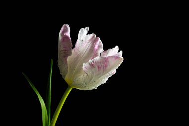 White pink parrot tulip, flower head with water drops in backlight against black background, copy space, selected focus, narrow depth of field