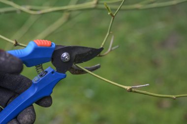 Hand with blue garden shears cutting a branch in spring, seasonal rose and shrub pruning, green background, copy space, selected focus, narrow depth of field