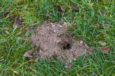 Small heap of earth with a hole in the lawn, passage of vole or mole, wild animals as guests in the garden are sometimes annoying but natural, copy space, selected focus
