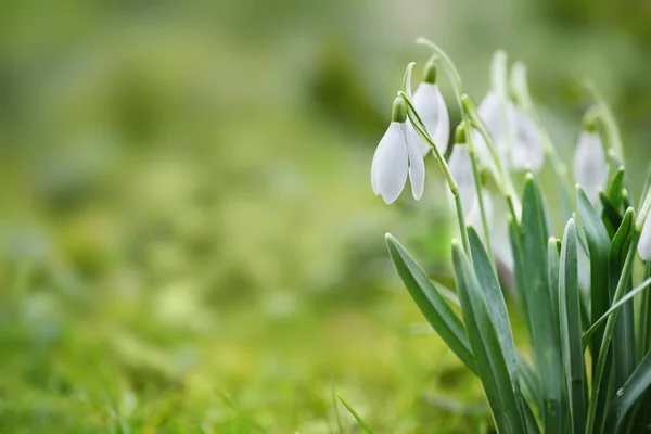 Tuff Snowdrops White Blossoms Growing Green Lawn Cute Heralds Spring — Stock Photo, Image