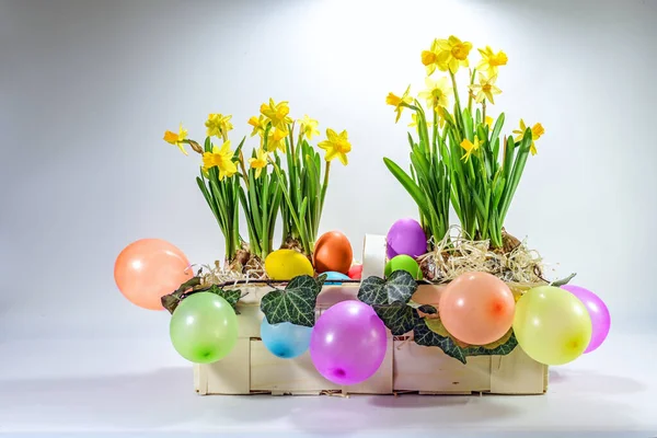 Cesta Con Narcisos Globos Colores Huevos Teñidos Alegre Decoración Pascua —  Fotos de Stock
