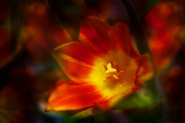 Rode Oranje Tulp Bloesem Met Stamper Meeldraden Gloeiend Een Boeket — Stockfoto