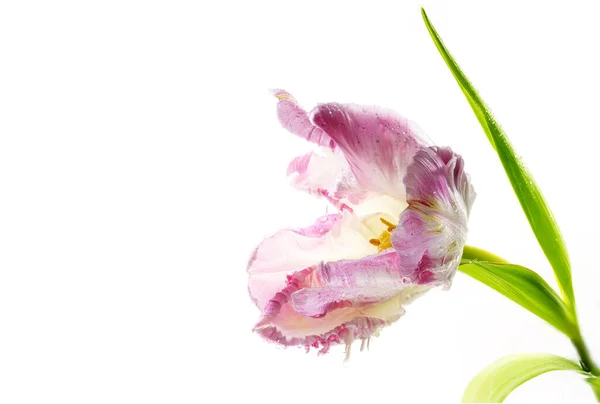 Tulipán Loro Vintage Rosa Abierto Con Polen Amarillo Gotas Agua —  Fotos de Stock