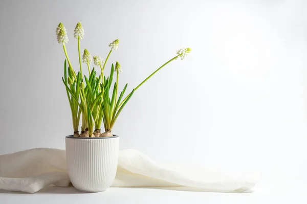 陶器の花器に白ぶどうのヒヤシンス ムスカリ 薄灰色の背景にナプキン 春の休日のグリーティングカード コピースペース 選択されたフォーカス — ストック写真