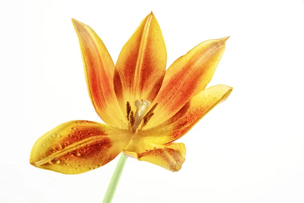 Open Tulip Flower Head Orange Red Yellow Pistil Stamen Some — Stock Photo, Image