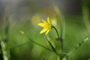 Yeşil çayırda daha az selandin (Ficaria verna ya da Ranunculus ficaria) sarı çiçekleri, düğün çiçeği familyasının küçük çiçekli uzun ömürlü bitkileri, kopyalama alanı, seçilmiş odak noktası. Alan derinliğini daralt