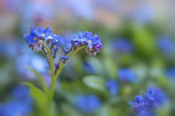 Blooming Forget Myosotis Jardín Flores Azules Sobre Fondo Verde Tarjeta — Foto de Stock