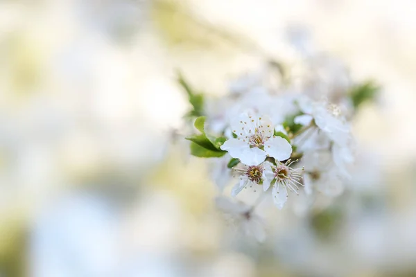 Biały Kwiat Drzewa Owocowego Dzikiej Śliwki Ogrodzie Zbliżenie Rozmytym Tłem — Zdjęcie stockowe