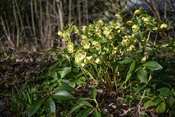 Christmas rose plant (Helleborus niger) with lime green yellow flowers growing in a cottage garden, early blooming evergreen perennial, copy space, selected focus, narrow depth of field