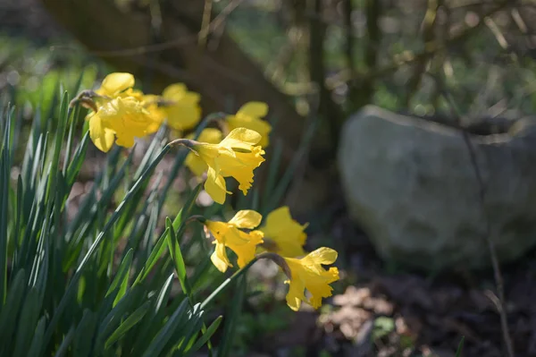 Narcisos Amarelos Narciso Florescendo Jardim Primavera Espaço Cópia Foco Selecionado — Fotografia de Stock