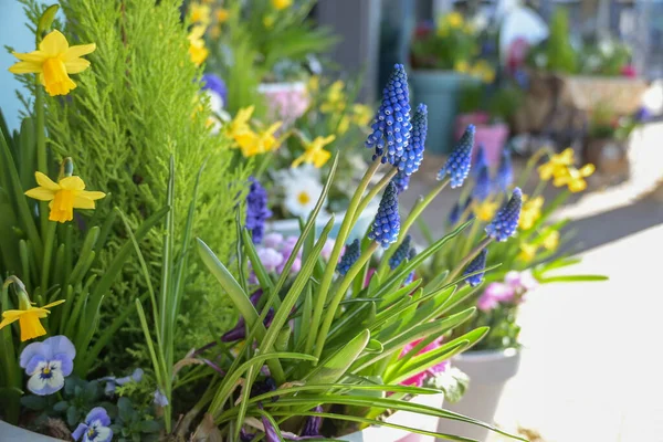 Plant Pot Spring Flowers Grape Hyacinths Daffodils Easter Decoration Cheerful — Stock Photo, Image
