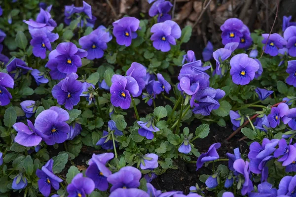 庭の花壇に多くの青紫色の角のついたパンジー ヴィオラ コルヌータ で春の植え付け スペースをコピーし 選択した焦点を当て フィールドの狭い深さ — ストック写真