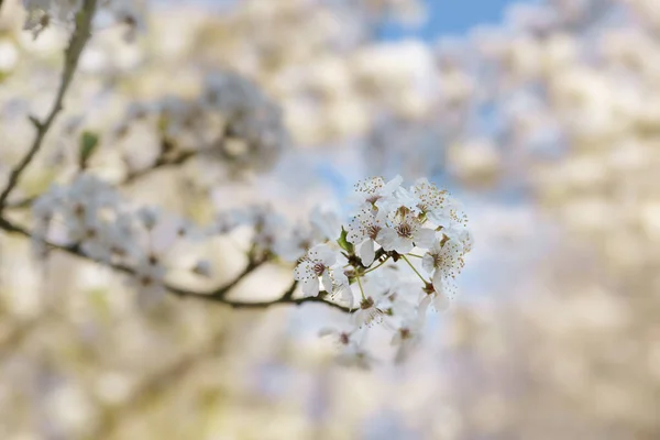 白色的花在花园或公园的一棵野生李树的枝头上绽放 像复活节或母亲节这样的春节假期贺卡 背景模糊 复制空间 选定的焦点 狭窄的田野深度 — 图库照片