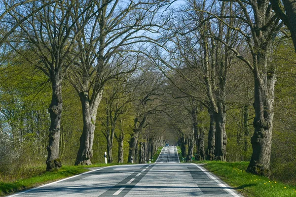 Avenida Estrada Rural Com Uma Linha Árvores Antigas Correndo Longo — Fotografia de Stock