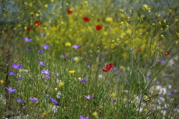 青い広がりのある花の草原 カンパヌラ パトゥラ 赤いケシ パパヴェロアデス と黄色の花被 ブラシカ ナプス 選択された焦点 フィールドの狭い深さ — ストック写真