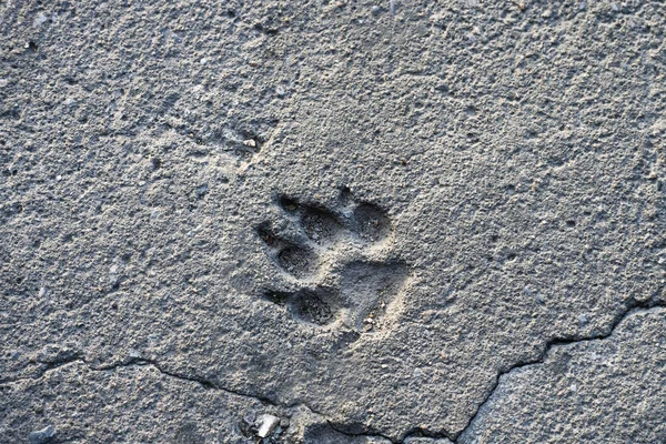 旧路上用碎碎的混凝土压印狗爪 带有动物主题的灰色背景纹理 复制空间 选择焦点 — 图库照片