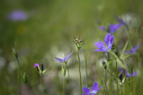 緑の草原に咲く青い広がる鐘の花 カンパヌラ パトゥラ コピースペース 選択した焦点 フィールドの狭い深さ — ストック写真