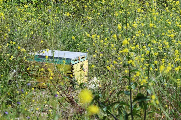 Colmeia Velha Com Tinta Descascamento Prado Com Flores Silvestres Amarelas — Fotografia de Stock
