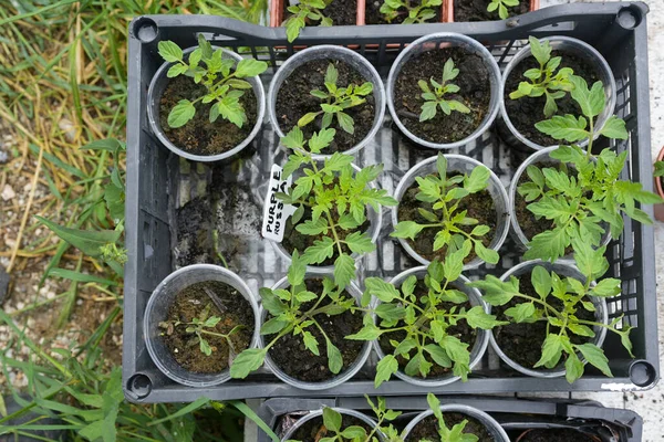 土生土长的番茄幼苗在一个塑料盘子里的小花盆里 准备在蔬菜园里种植 从上往下高角看 选择重点 — 图库照片