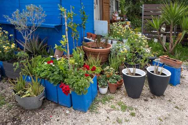 Jardin Pot Coloré Avec Des Fleurs Des Plantes Décoratives Dans — Photo