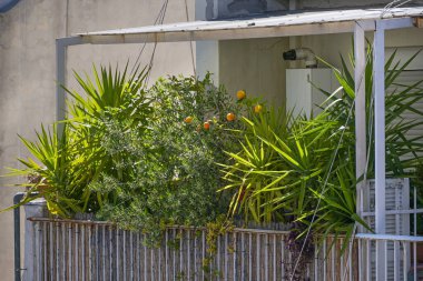 Yunanistan 'ın Selanik kentinde palmiye, portakal ağacı ve zeytin ağacı gibi saksı dolu Akdeniz bitkileriyle dolu balkon, seçilmiş odak noktası